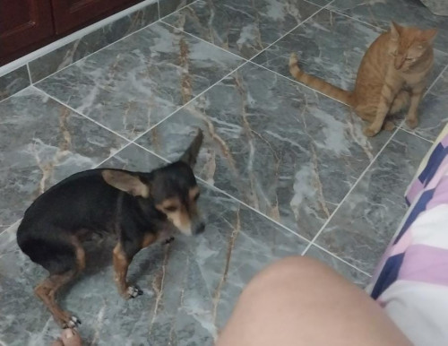 Tato