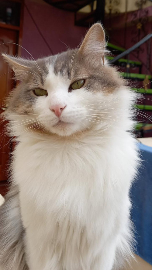 Zeus
