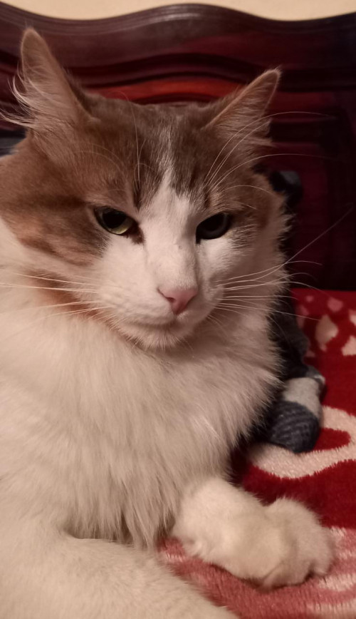 Zeus