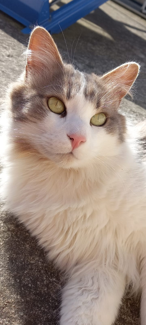 Zeus