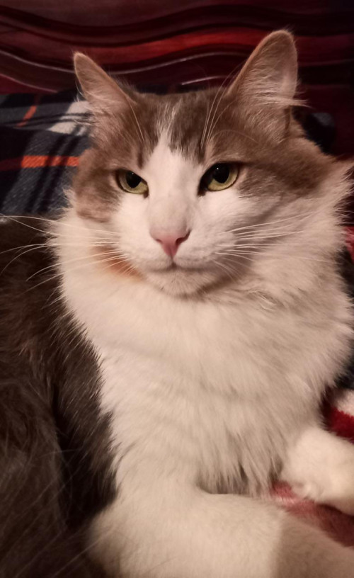Zeus