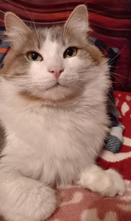 Zeus