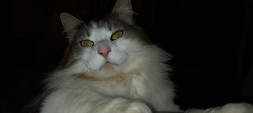 Zeus