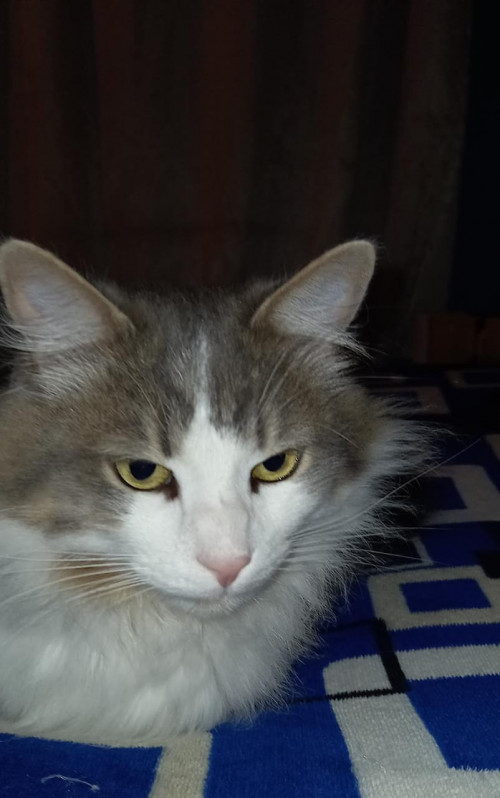 Zeus