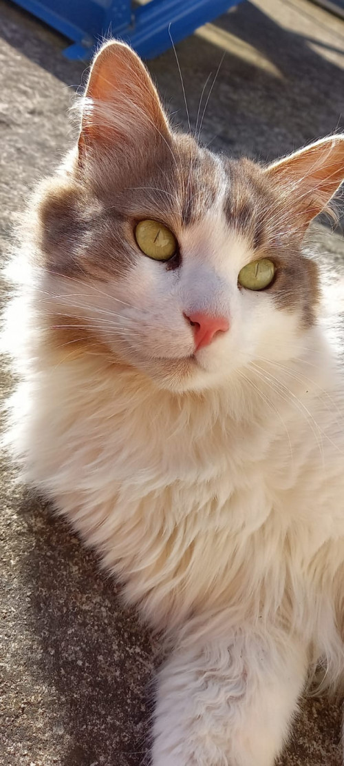 Zeus