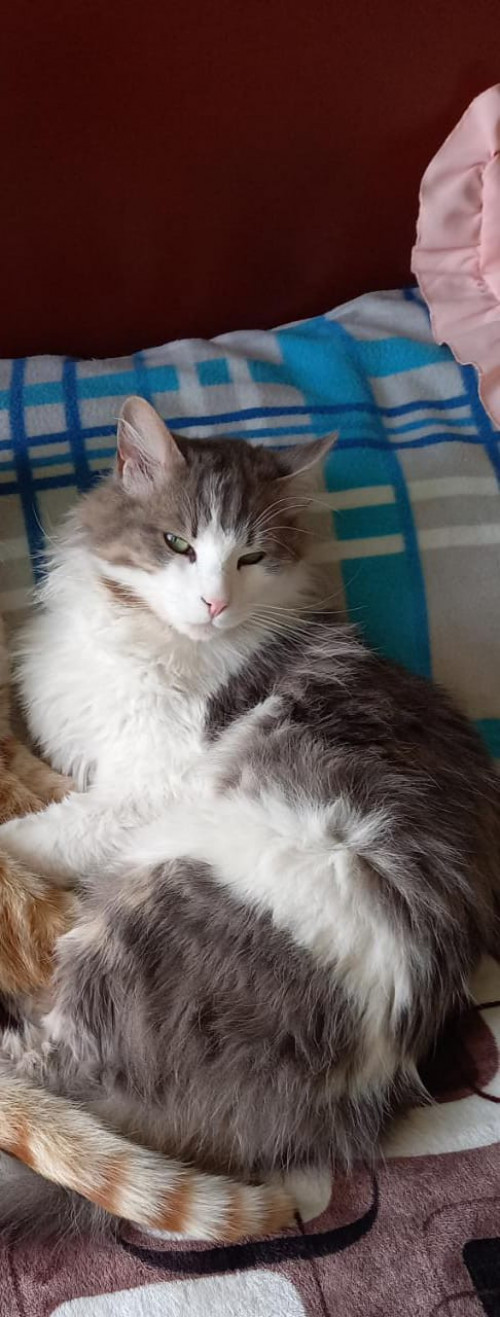 Zeus