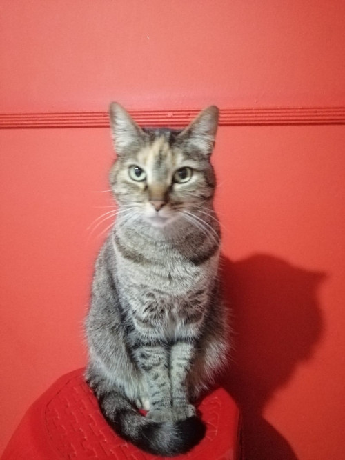 Lola