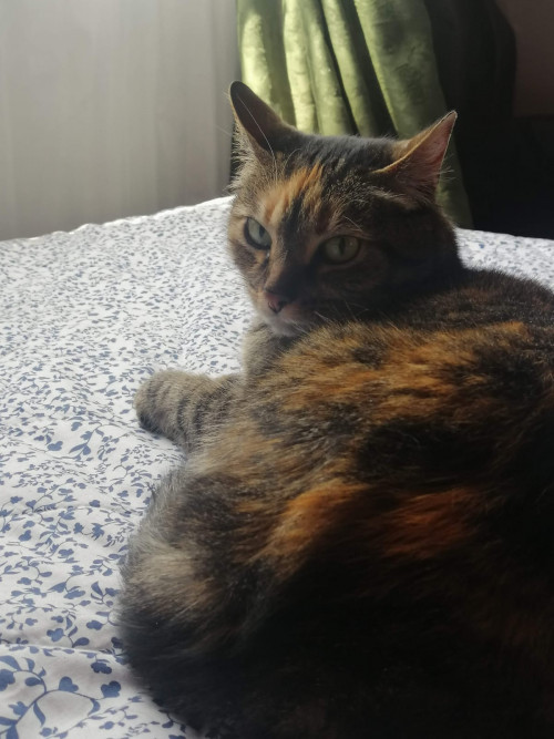 Lola