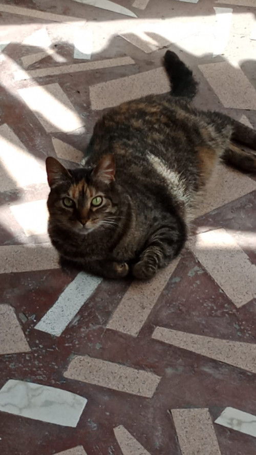 Lola