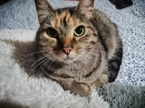 Lola