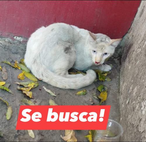 Azul