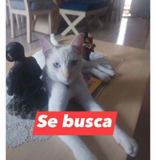 Azul