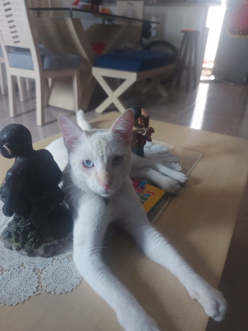 Azul