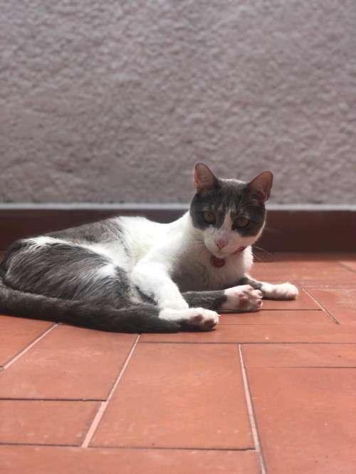 Manolo