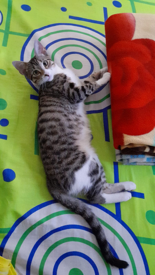 Lía