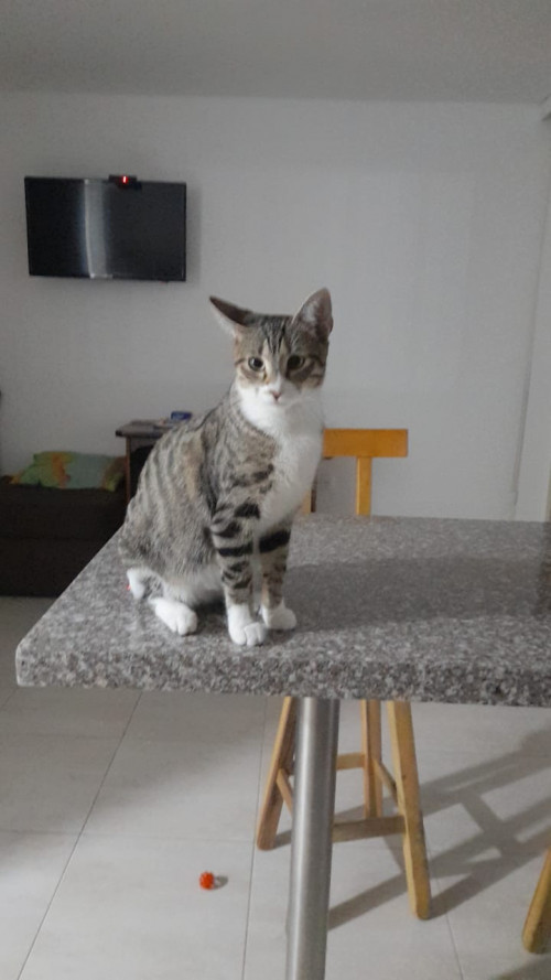 Lía