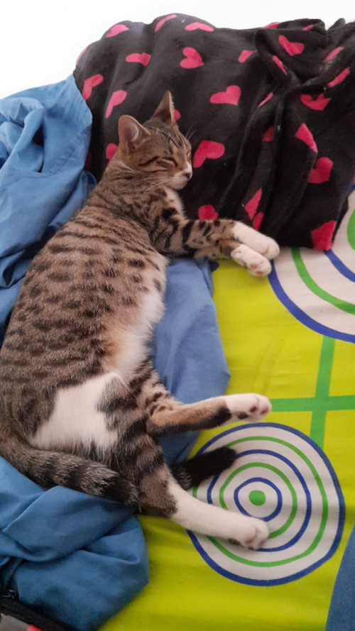 Lía