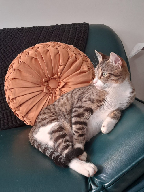 Lía