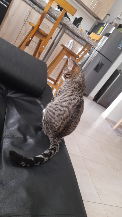 Lía