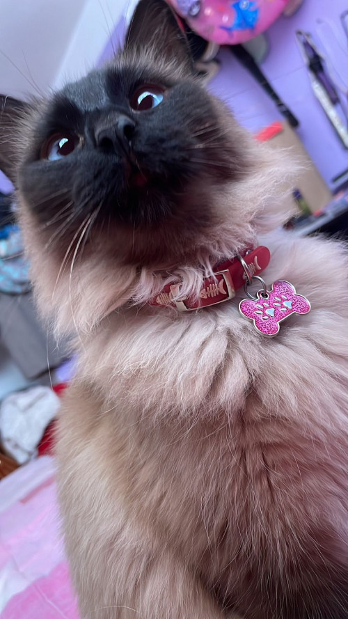 Kitty