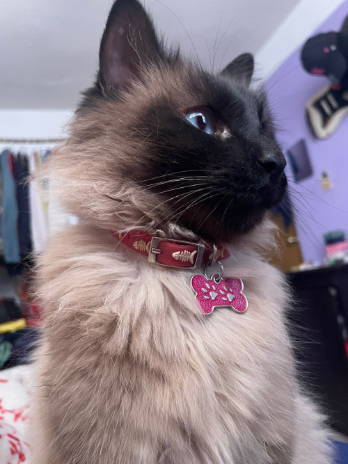 Kitty