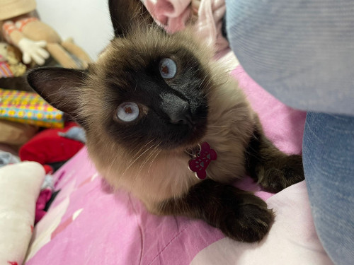 Kitty