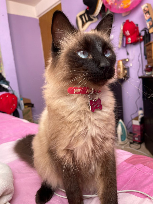 Kitty