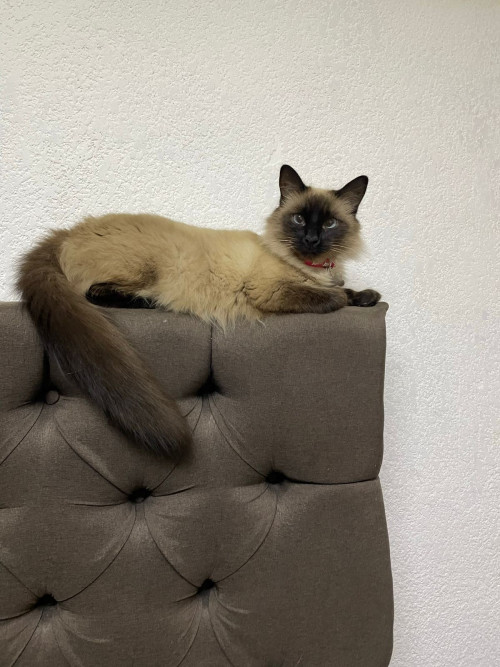 Kitty