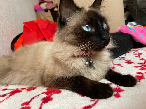 Kitty