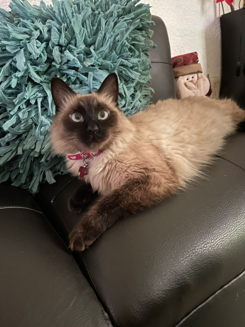 Kitty