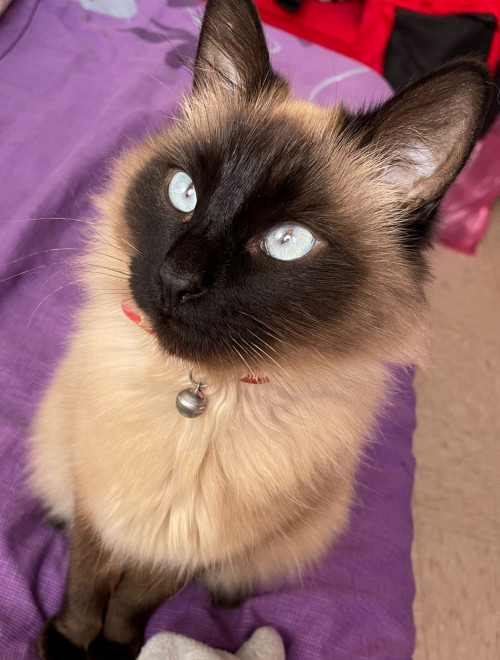 Kitty