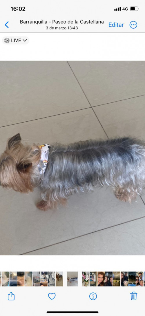 Apolo