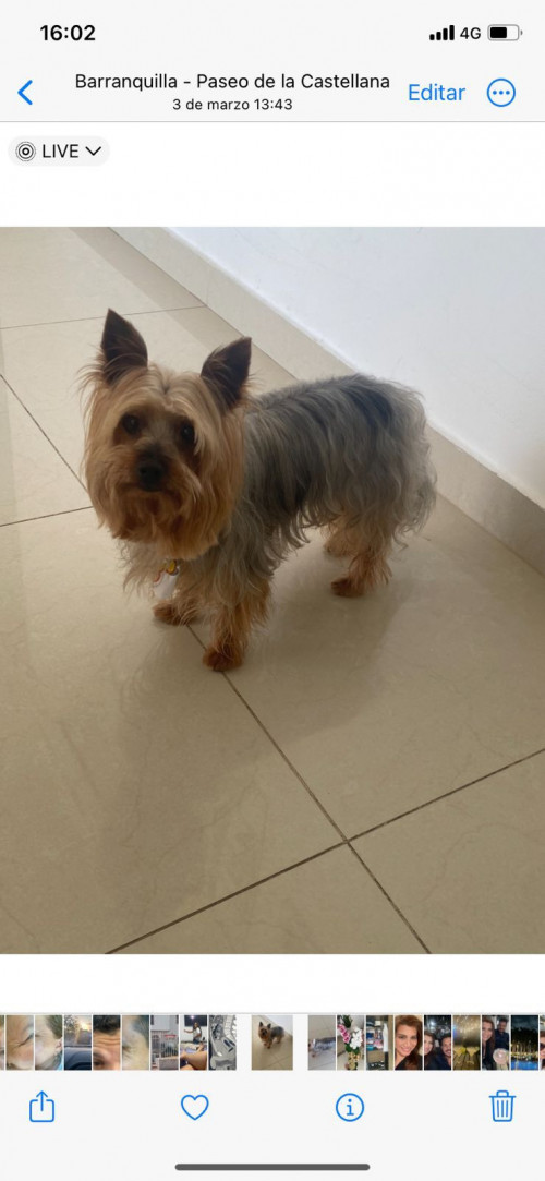Apolo