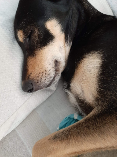 Sacha