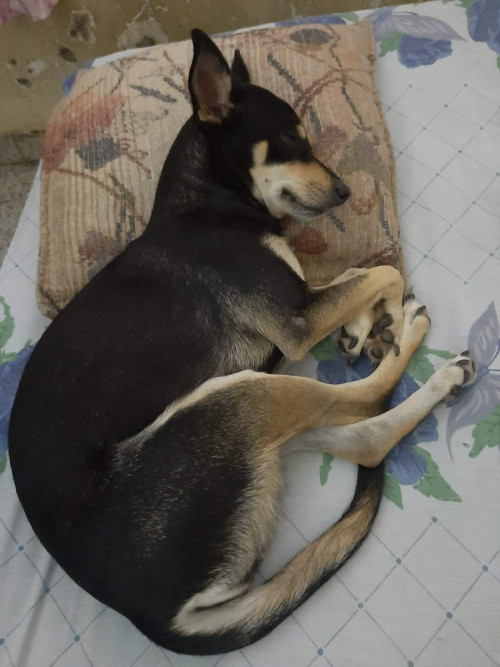 Sacha