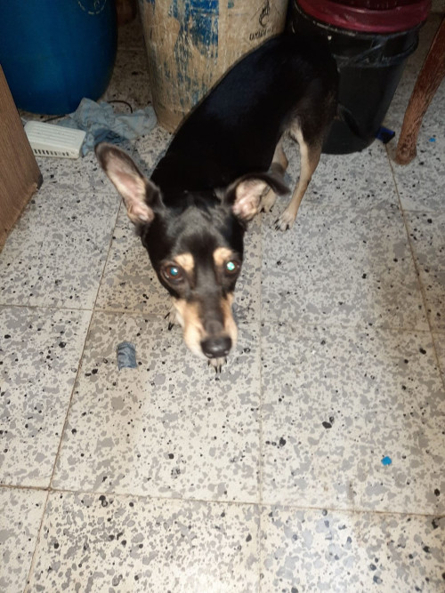 Sacha
