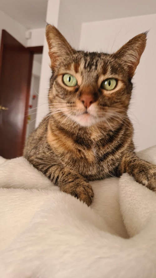 Canela