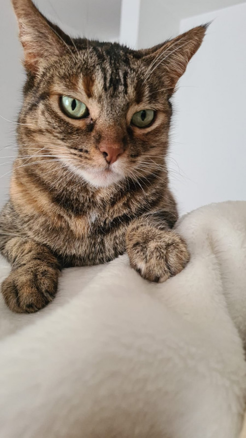 Canela