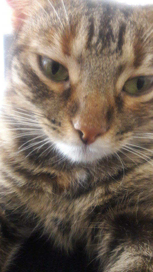 Canela