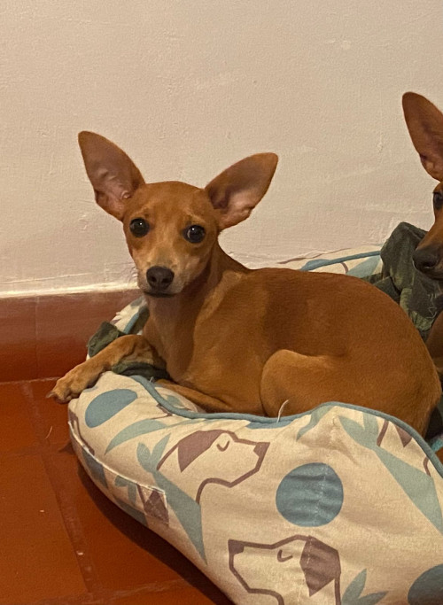 Estrella