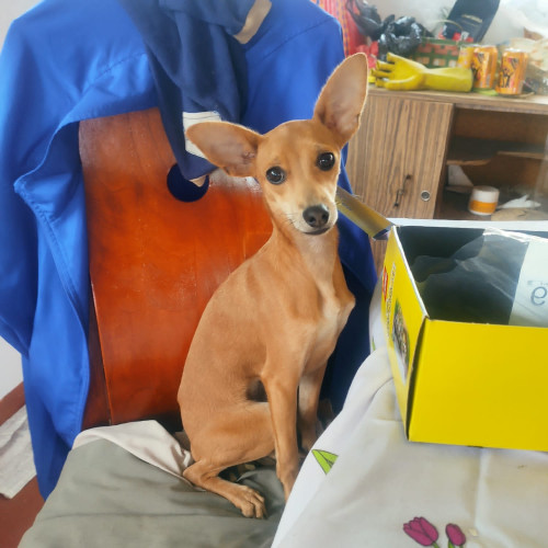 Estrella