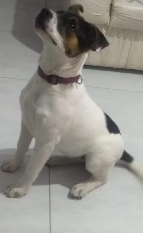 Pandita
