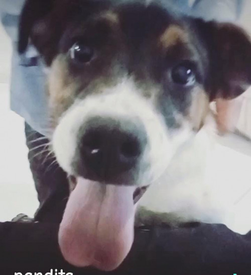 Pandita