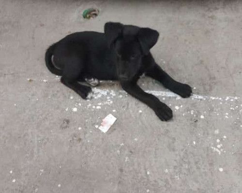 Max