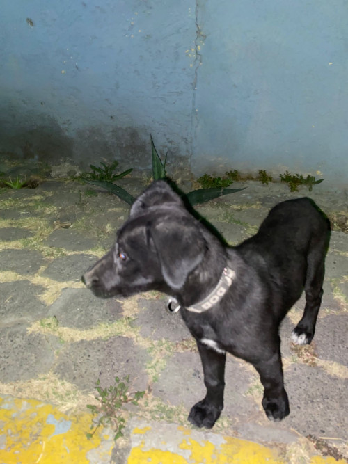 Max