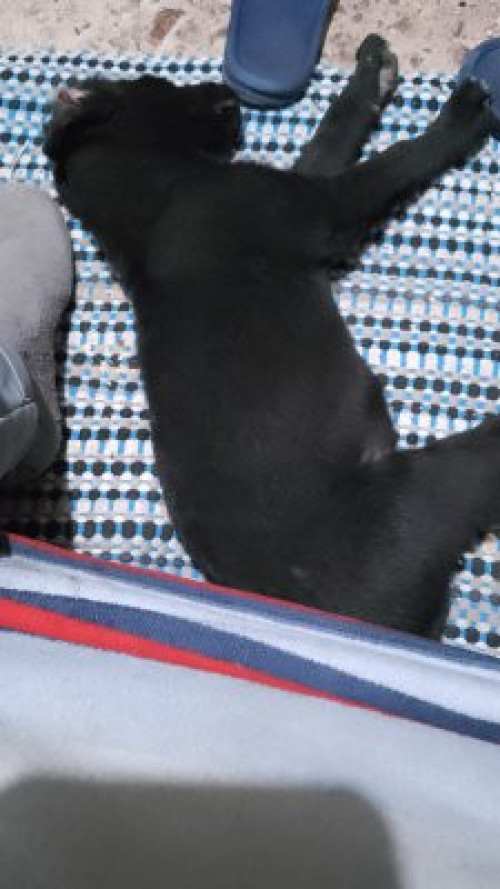 Max