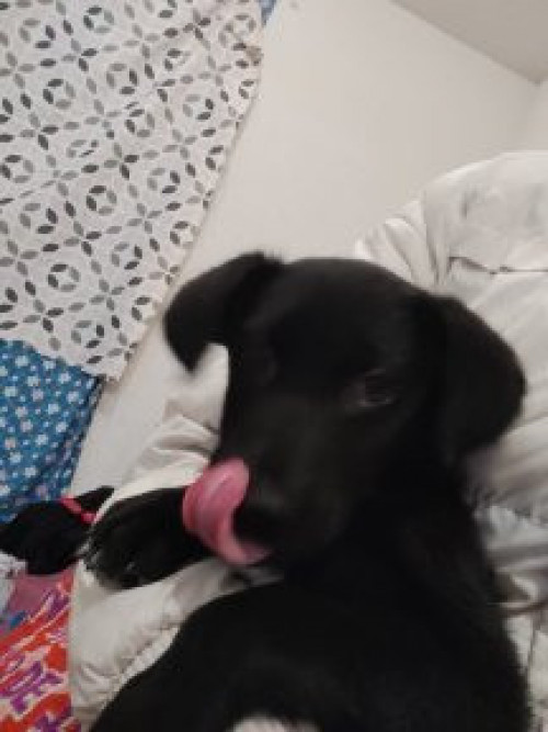 Max