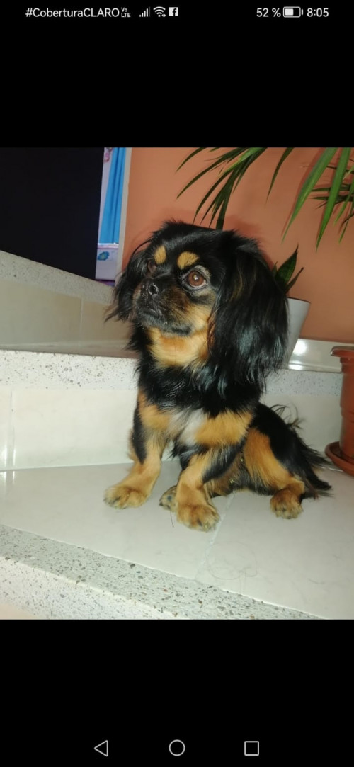 Niño