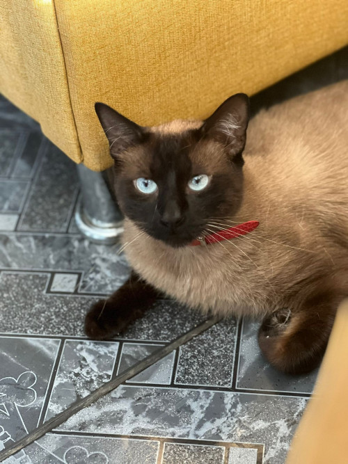 Bonnie