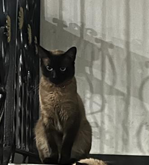 Bonnie